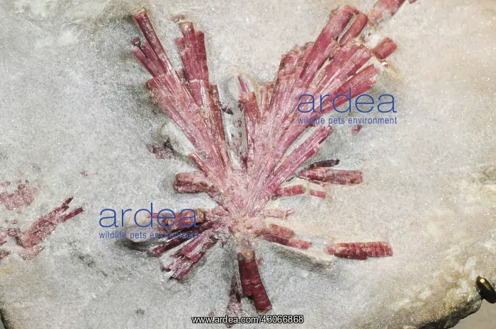 : Tourmaline : Tourmaline