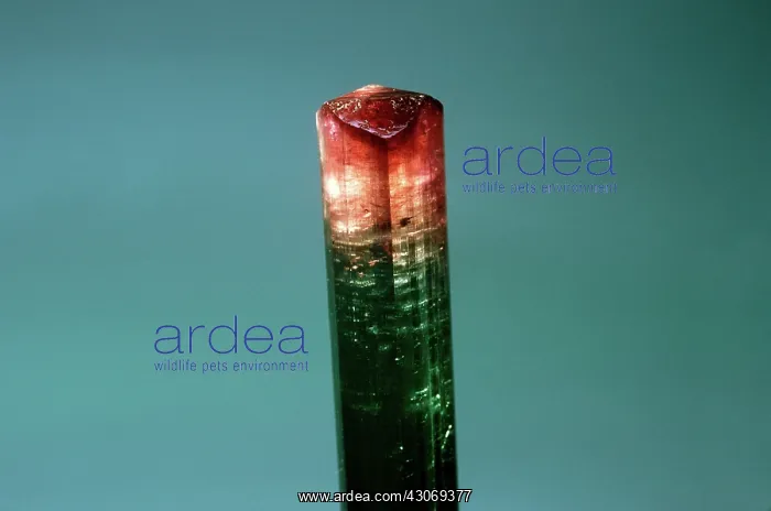 : Tourmaline (elbaite) from Brazil : Tourmaline (elbaite) from Brazil