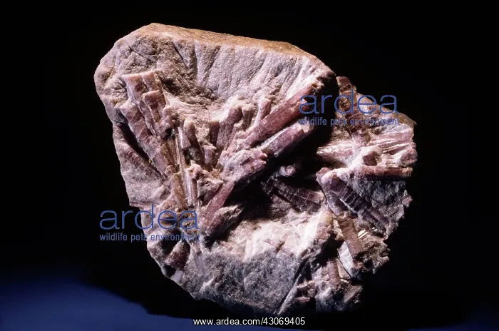 : Tourmaline (elbaite) on lepidolite : Tourmaline (elbaite) on lepidolite