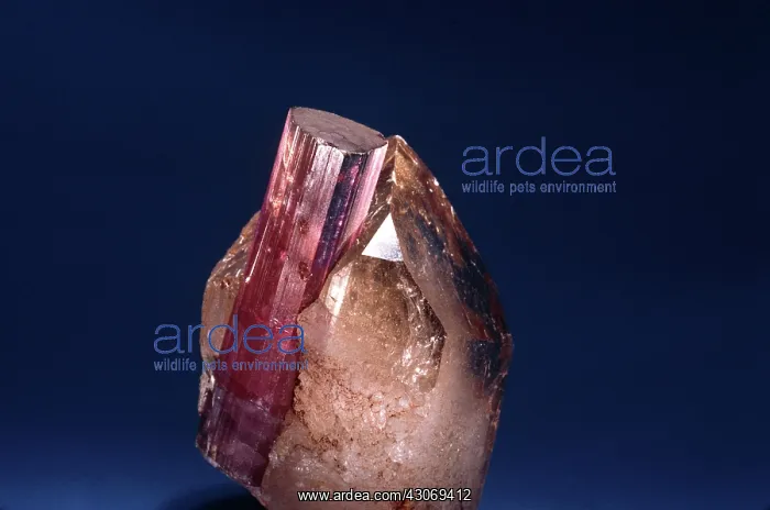 : Tourmaline (elbaite) on quartz : Tourmaline (elbaite) on quartz