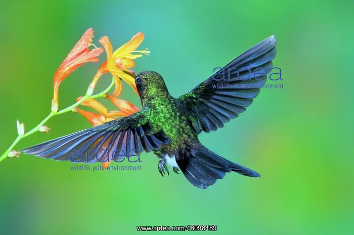 : Tourmaline Sunangel : Tourmaline Sunangel