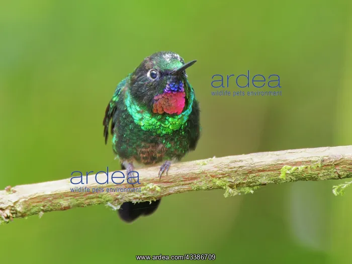 : Tourmaline Sunangel Heliangelus exortis Ecuador : Tourmaline Sunangel Heliangelus exortis Ecuador