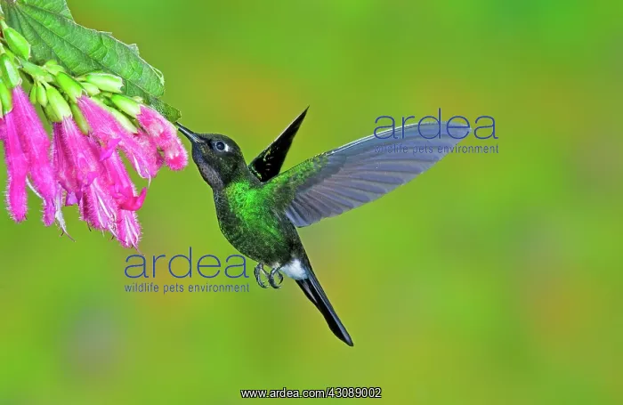 : Tourmaline Sunangel Hummingbird : Tourmaline Sunangel Hummingbird