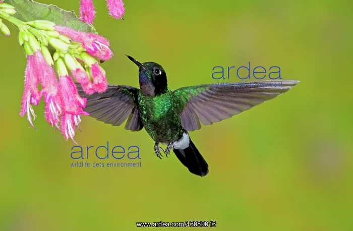 : Tourmaline Sunangel Hummingbird : Tourmaline Sunangel Hummingbird