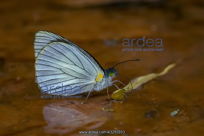 : Tovaria White (Leptophobia tovaria) butterfly, Santa : Tovaria White (Leptophobia tovaria) butterfly, Santa