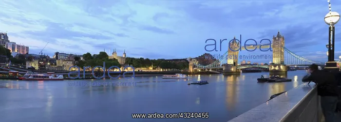 : Tower Bridge and Tower of London at dusk : Tower Bridge and Tower of London at dusk