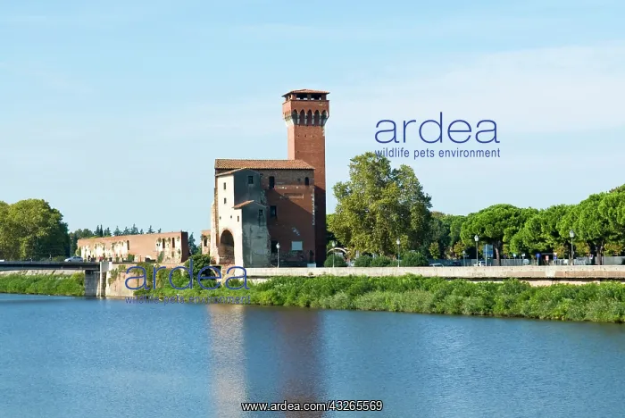 : The Tower of the Citadel and Arno River : The Tower of the Citadel and Arno River