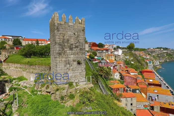 : Tower and city ramparts of the Ferdinand Walls : Tower and city ramparts of the Ferdinand Walls