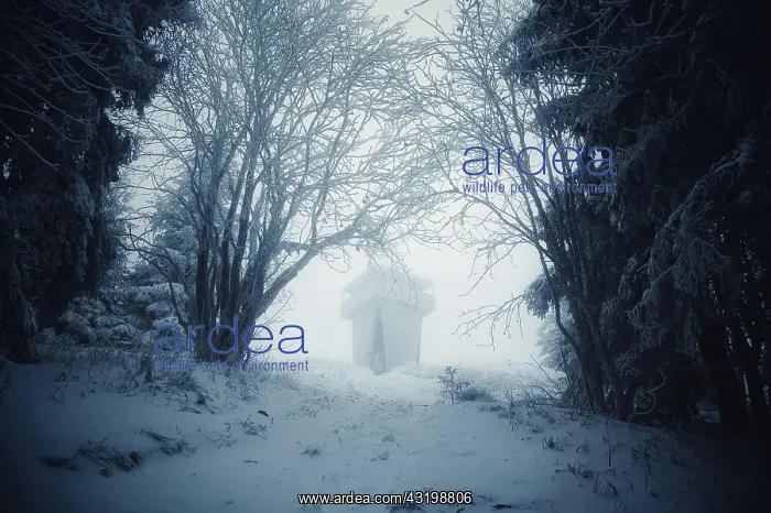 : Tower in the forest in the fog in winter on Groier : Tower in the forest in the fog in winter on Groier
