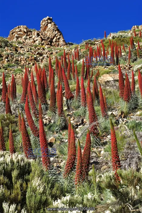 : Tower of Jewels (Echium wildpretii) is an endemic : Tower of Jewels (Echium wildpretii) is an endemic