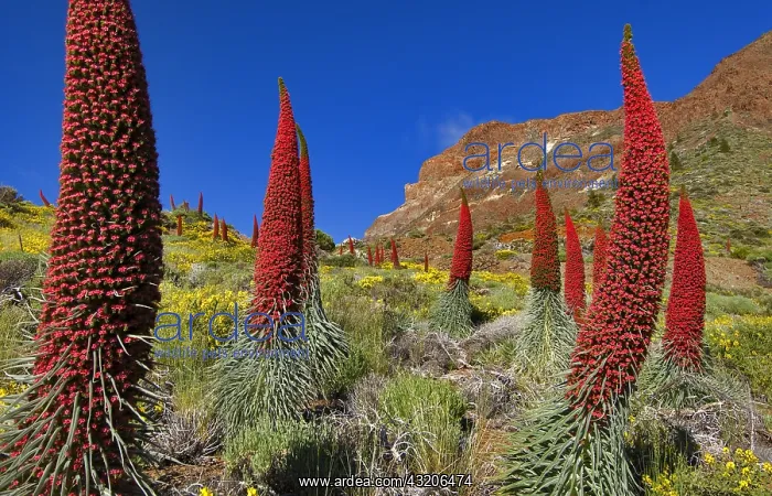 : Tower of Jewels (Echium wildpretii) is an endemic : Tower of Jewels (Echium wildpretii) is an endemic