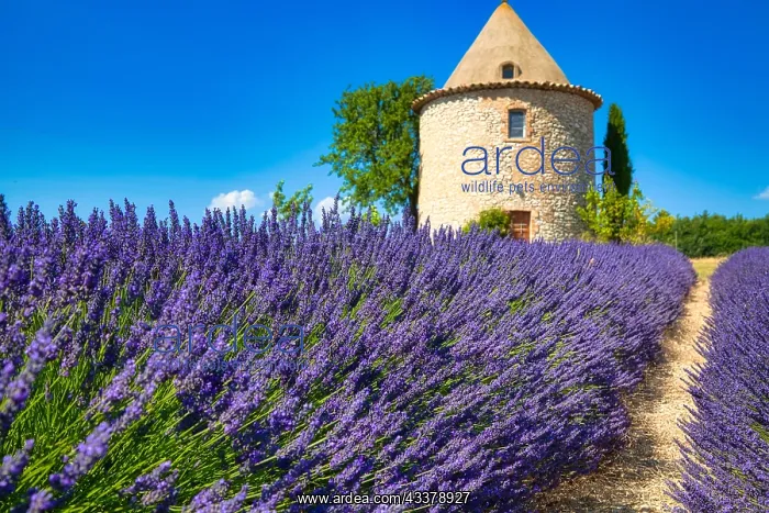 : Tower on lavender field, Luberon, Dspartement Vaucluse : Tower on lavender field, Luberon, Dspartement Vaucluse