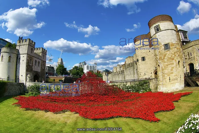 : Tower of London : Tower of London