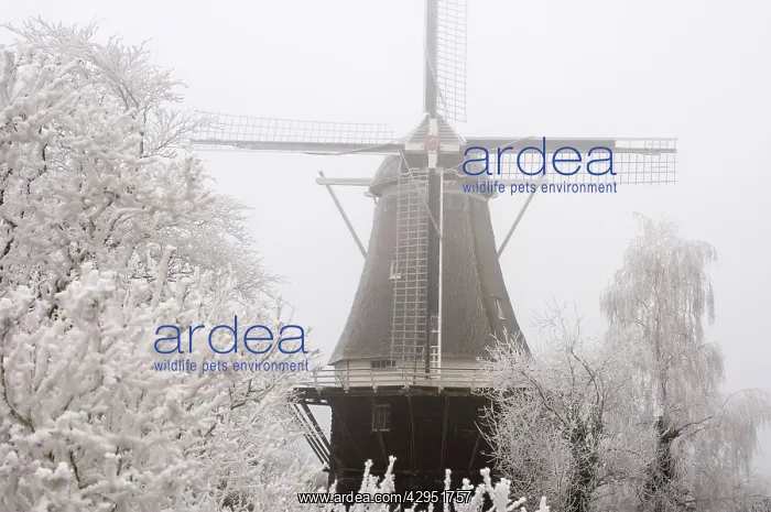 : Tower mill, flourmill De Vlijt - Scenery with fog and rime : Tower mill, flourmill De Vlijt - Scenery with fog and rime