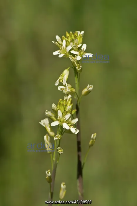 : Tower Mustard (Arabis glabra) flower. Aboda, Sweden : Tower Mustard (Arabis glabra) flower. Aboda, Sweden