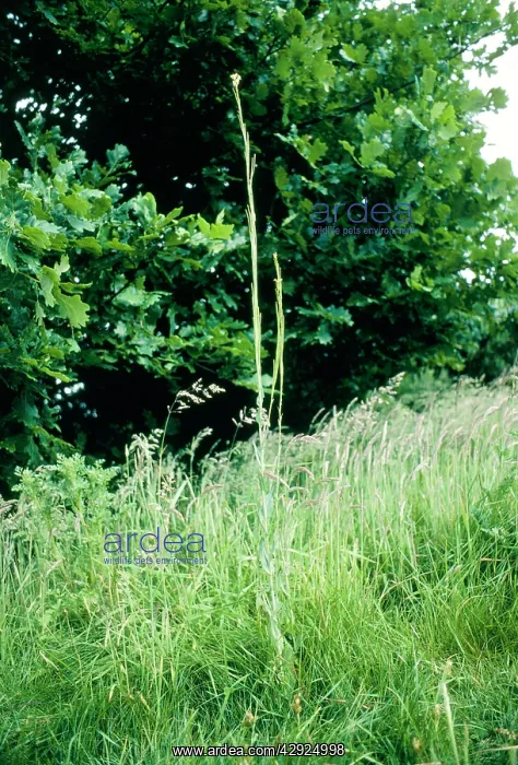  : TOWER MUSTARD & GRASS