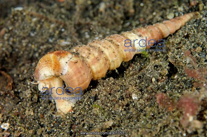 : Tower Shell on black sand on night dive Jahir dive : Tower Shell on black sand on night dive Jahir dive