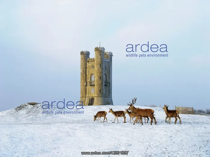 : Tower in snow : Tower in snow
