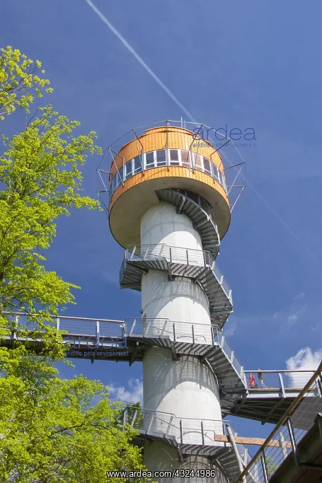 : Tower of the tree-top trail at the Hainich National : Tower of the tree-top trail at the Hainich National