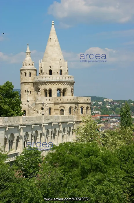 : Towers of Fishermans Bastion on Castle Hill : Towers of Fishermans Bastion on Castle Hill