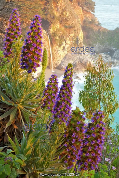 : Towers of Jewels frame McWay Falls at Julia : Towers of Jewels frame McWay Falls at Julia