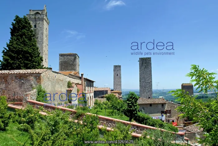 : Towers of San Gimignano, UNESCO World Heritage : Towers of San Gimignano, UNESCO World Heritage