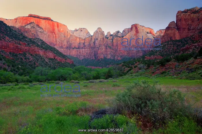 : Towers of the Virgin - famous Zion panorama of : Towers of the Virgin - famous Zion panorama of