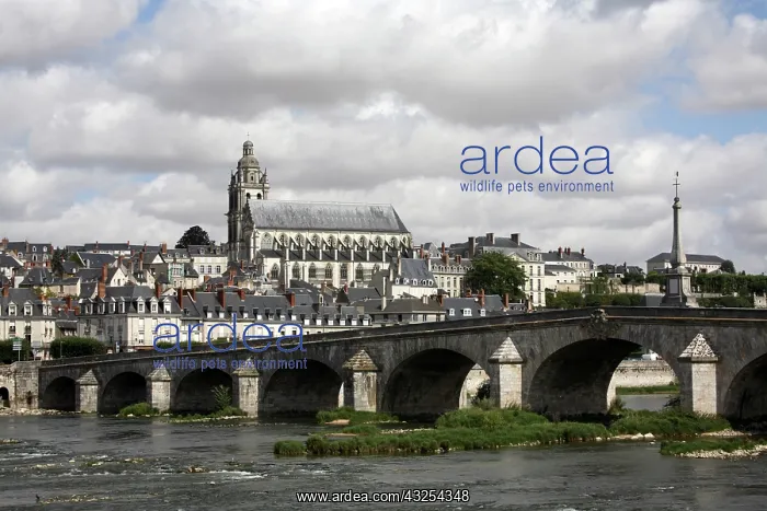 : Town of Blois with River Loire in foreground : Town of Blois with River Loire in foreground