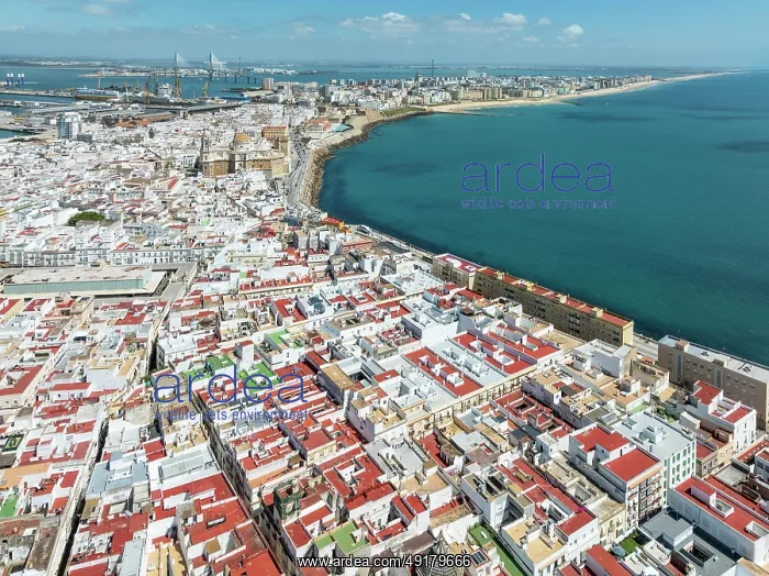 : The town of Cádiz with the old quarter in the foreground : The town of Cádiz with the old quarter in the foreground
