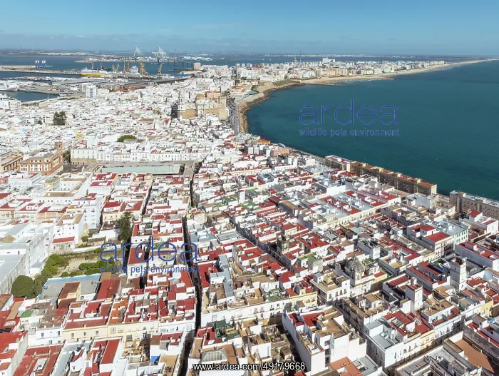 : The town of Cádiz with the old quarter in the foreground : The town of Cádiz with the old quarter in the foreground