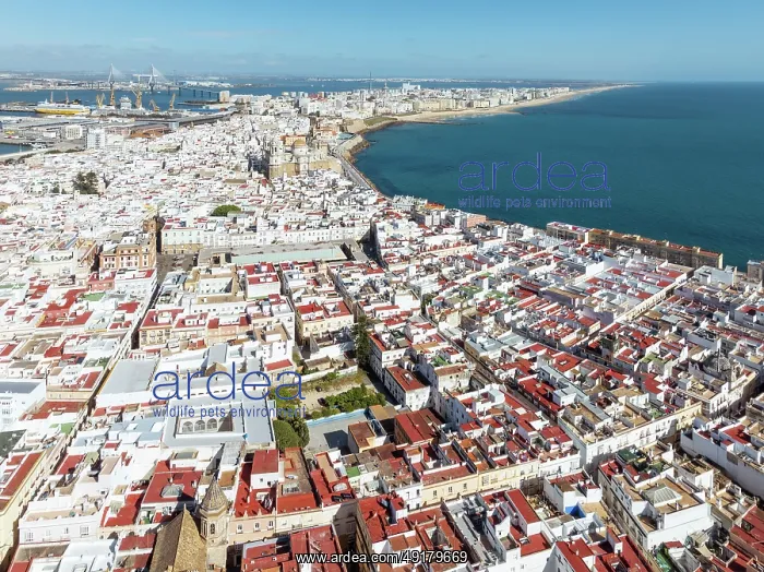 : The town of Cádiz with the old quarter in the foreground : The town of Cádiz with the old quarter in the foreground