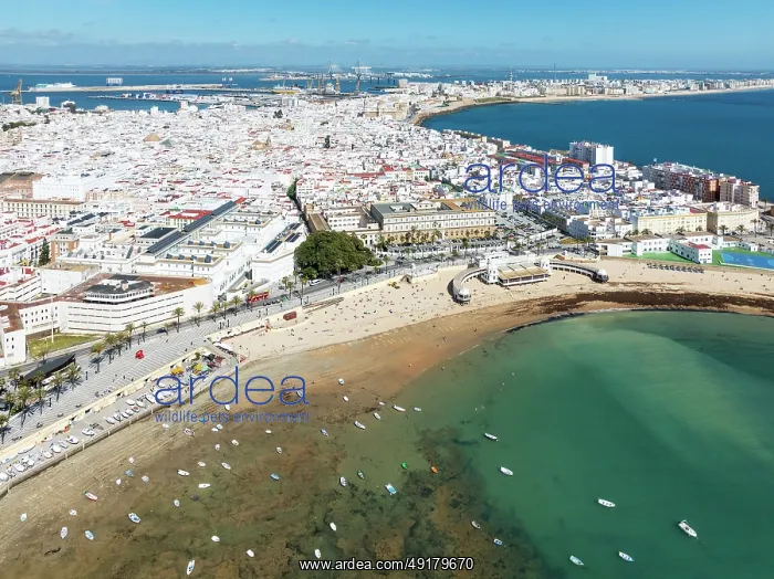 : The town of Cádiz with the old quarter in the foreground : The town of Cádiz with the old quarter in the foreground