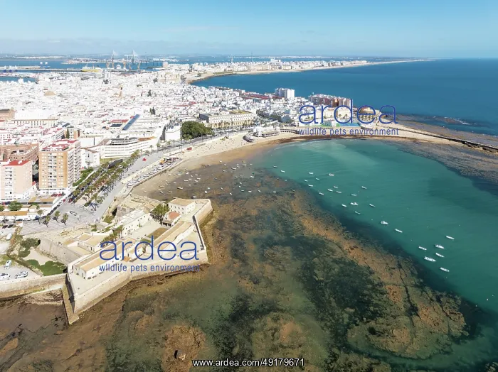 : The town of Cádiz with the old quarter in the foreground : The town of Cádiz with the old quarter in the foreground
