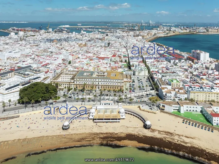 : The town of Cádiz with the old quarter in the foreground : The town of Cádiz with the old quarter in the foreground