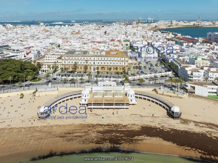 : The town of Cádiz with the old quarter in the foreground : The town of Cádiz with the old quarter in the foreground