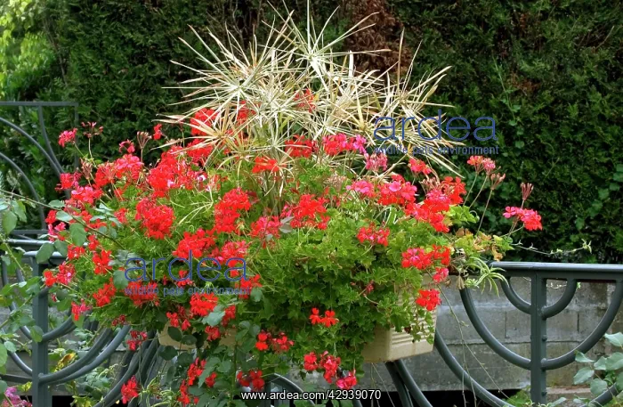: Town floral display of trailing geraniums & star : Town floral display of trailing geraniums & star