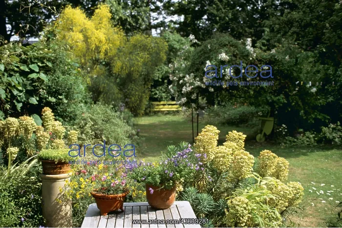 : TOWN GARDEN - summer : TOWN GARDEN - summer