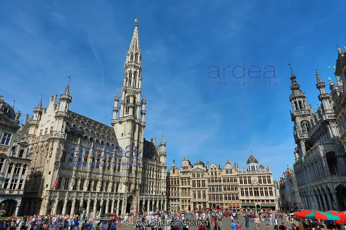 : The Town Hall and buildings of the Grand Place or : The Town Hall and buildings of the Grand Place or