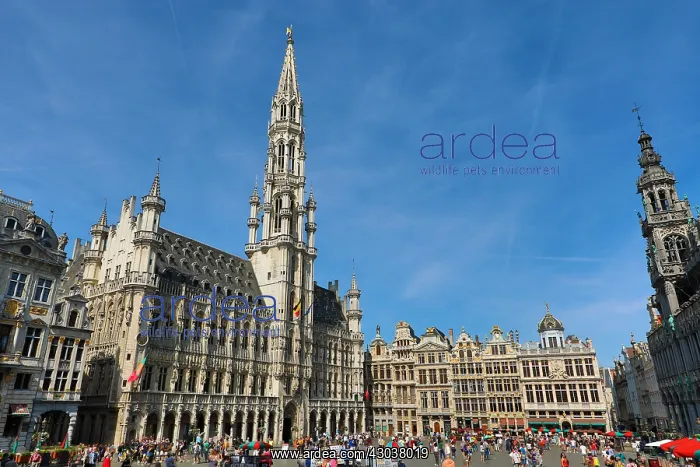 : The Town Hall and buildings of the Grand Place or : The Town Hall and buildings of the Grand Place or