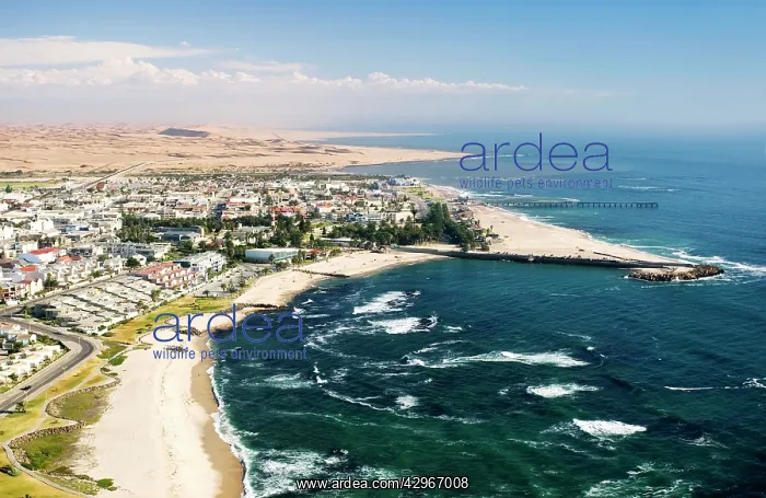 : Town & shoreline : Town & shoreline