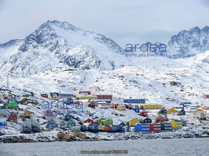 : Town Tasiilaq (formerly called Ammassalik), Kingdom : Town Tasiilaq (formerly called Ammassalik), Kingdom
