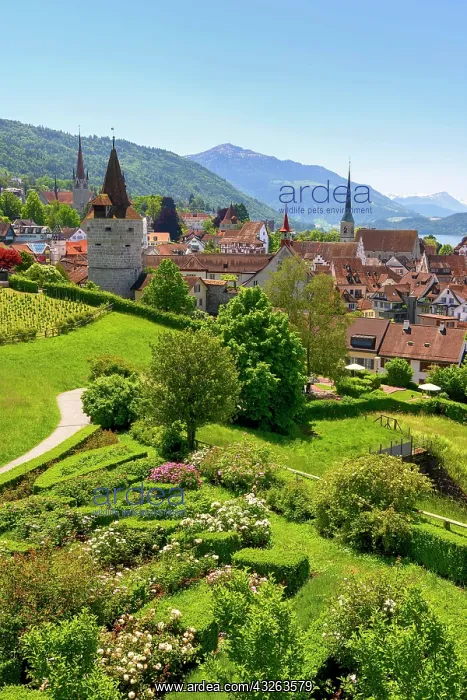 : Town view with Capuchin tower and church, old town : Town view with Capuchin tower and church, old town