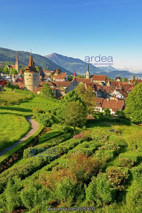 : Town view with Capuchin tower and church, old town : Town view with Capuchin tower and church, old town