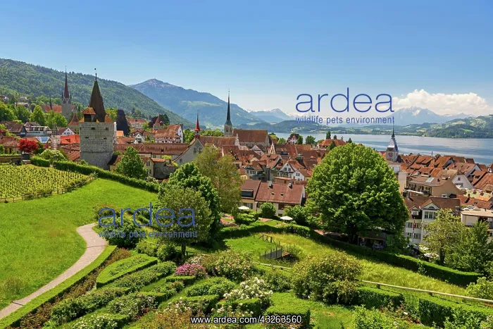 : Town view with Zytturm, Capuchin tower and church : Town view with Zytturm, Capuchin tower and church