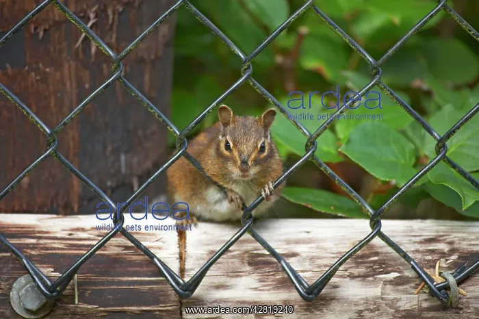 : Townsend's Chipmunk : Townsend's Chipmunk
