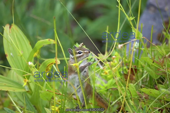 : Townsend's Chipmunk : Townsend's Chipmunk