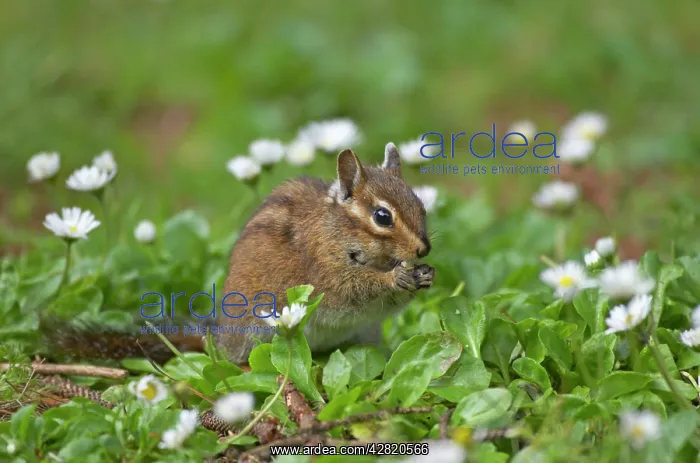 : Townsend's Chipmunk : Townsend's Chipmunk