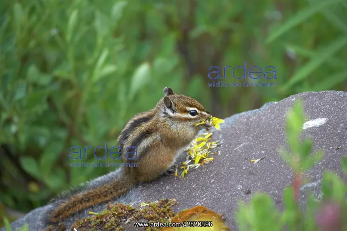 : Townsend's Chipmunk - eating flower : Townsend's Chipmunk - eating flower