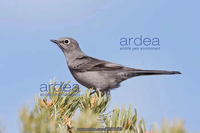 : Townsend's Solitaire : Townsend's Solitaire