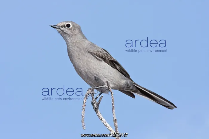 : Townsend's Solitaire : Townsend's Solitaire